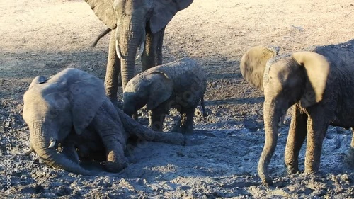 A group of elephants (young and adult) wallow in the mud in Greater Kruger National Park in South Africa. Sun shines on sand and dirt on the ground.