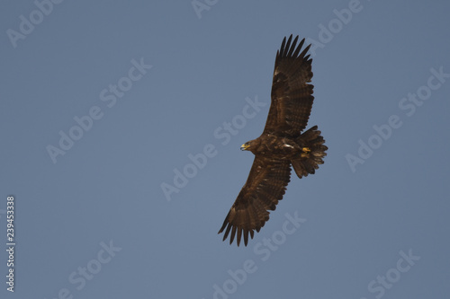 Silhouette of a bird of prey in flight. Steppe Eagle / Aquila nipalensis