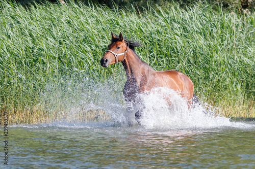 Pferde an der Müritz