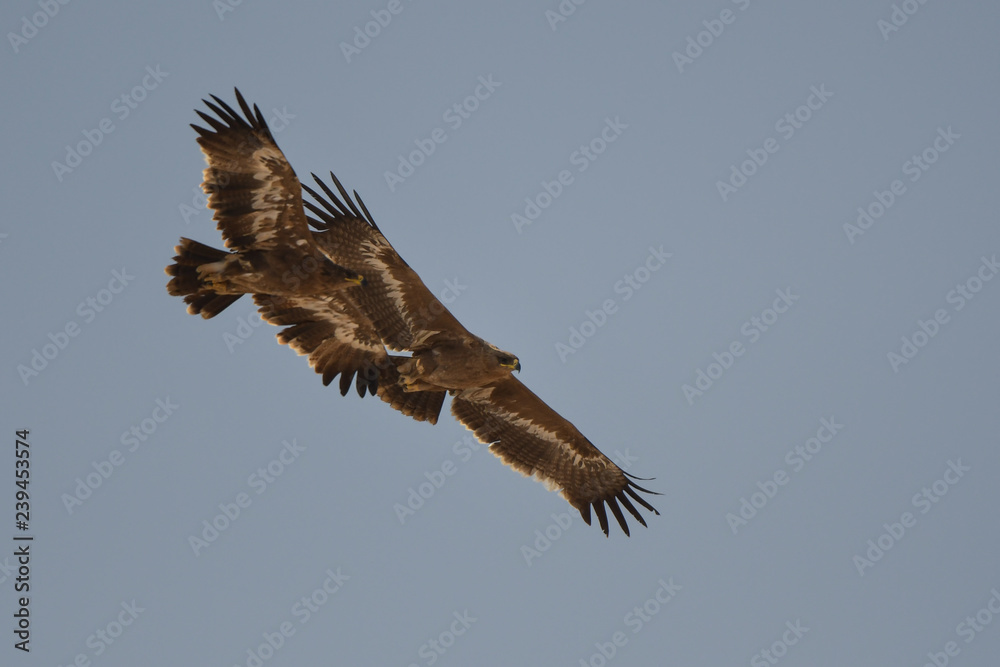 Obraz premium The bird flies against the sky. Steppe Eagle / Aquila nipalensis