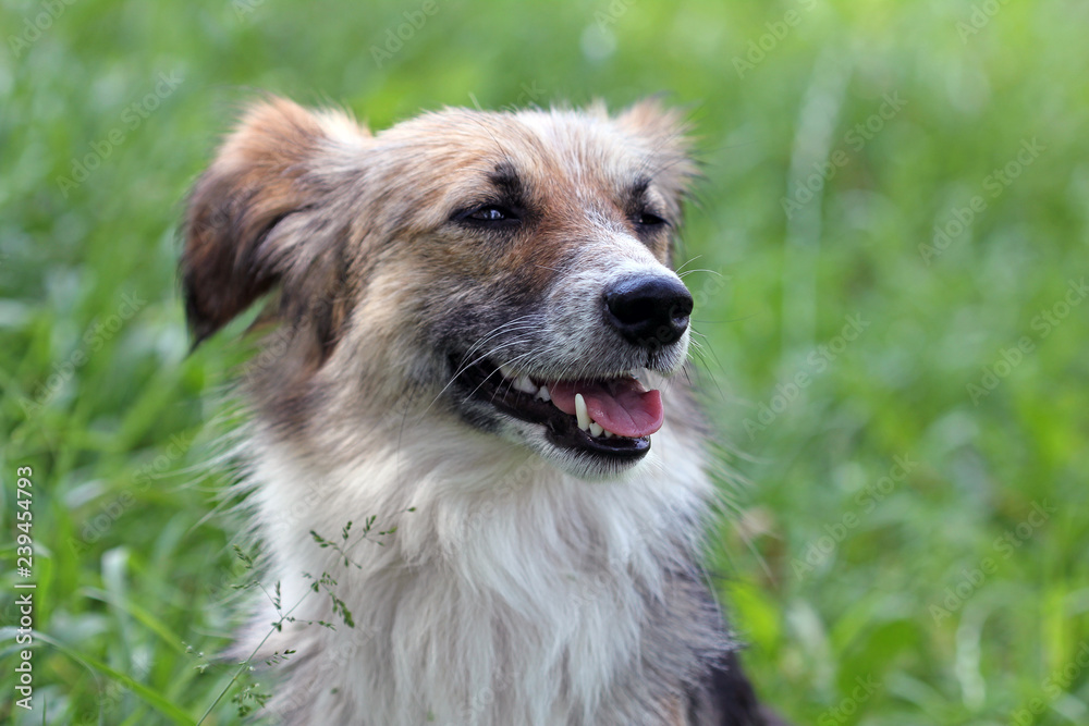 Portrait of a dog Portrait of a dog
