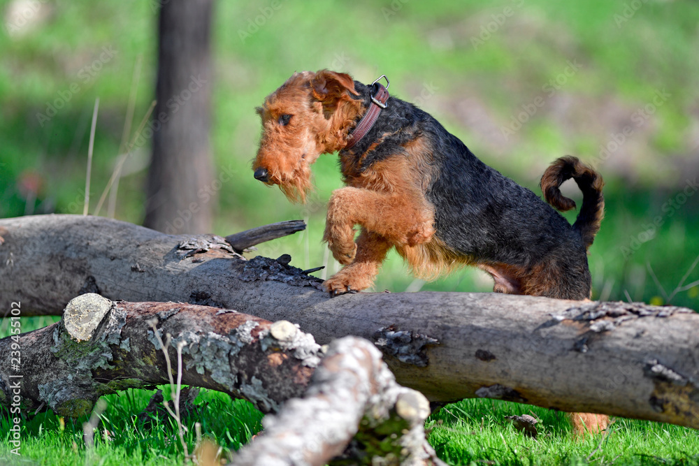 Airedale Terrier dog  jumping over the broken tree on the ground (puppy 11 month old).	