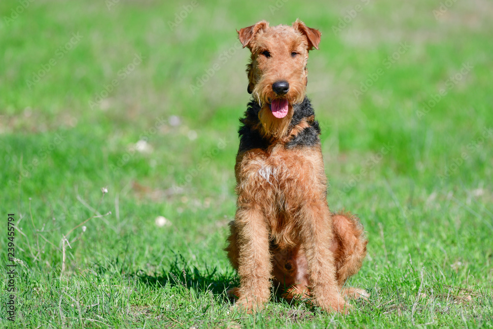 Obraz premium Airedale Terrier dog - puppy 11 month old. 