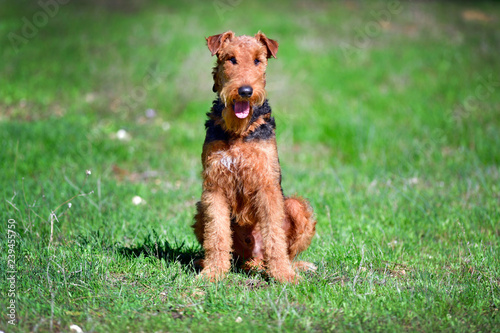 Airedale Terrier dog - puppy 11 month old.	