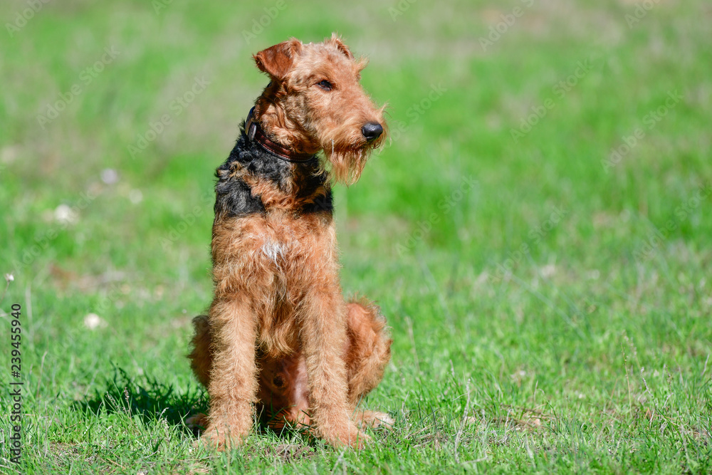 Airedale Terrier dog - puppy 11 month old. Airedale Terrier dog - puppy 11 month old.