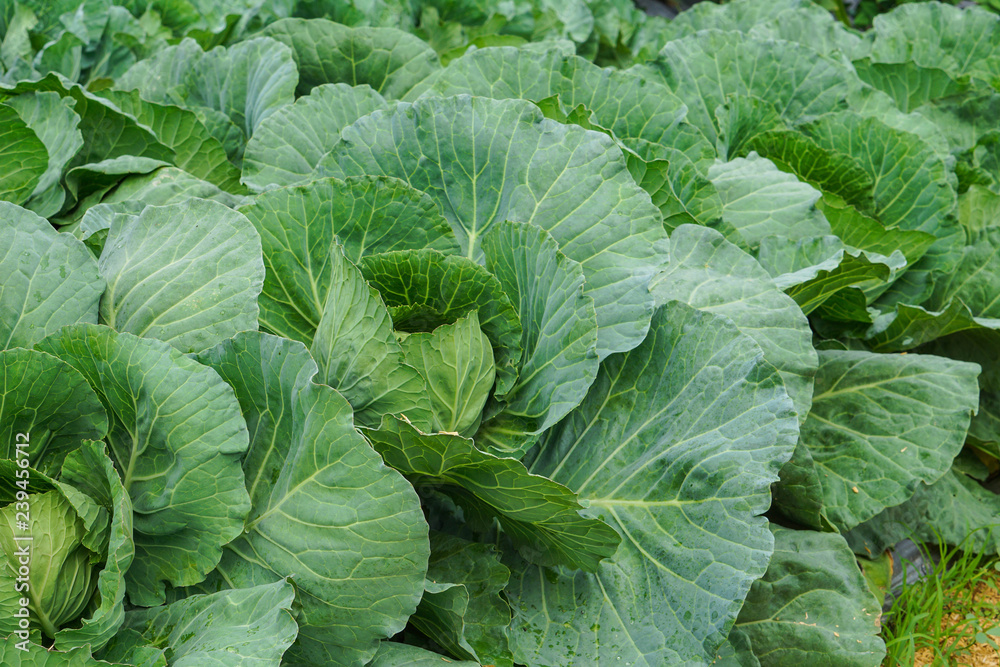 Fresh cabbage growing in garden. Organic vegetable farm Fresh cabbage growing in garden. Organic vegetable farm