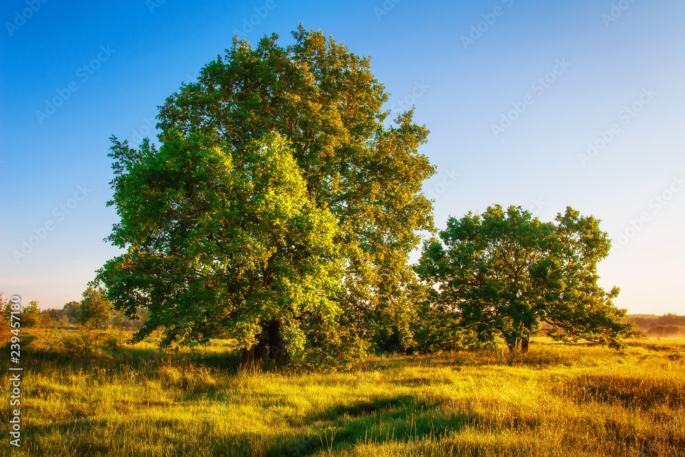 Fototapeta premium Spring nature in morning