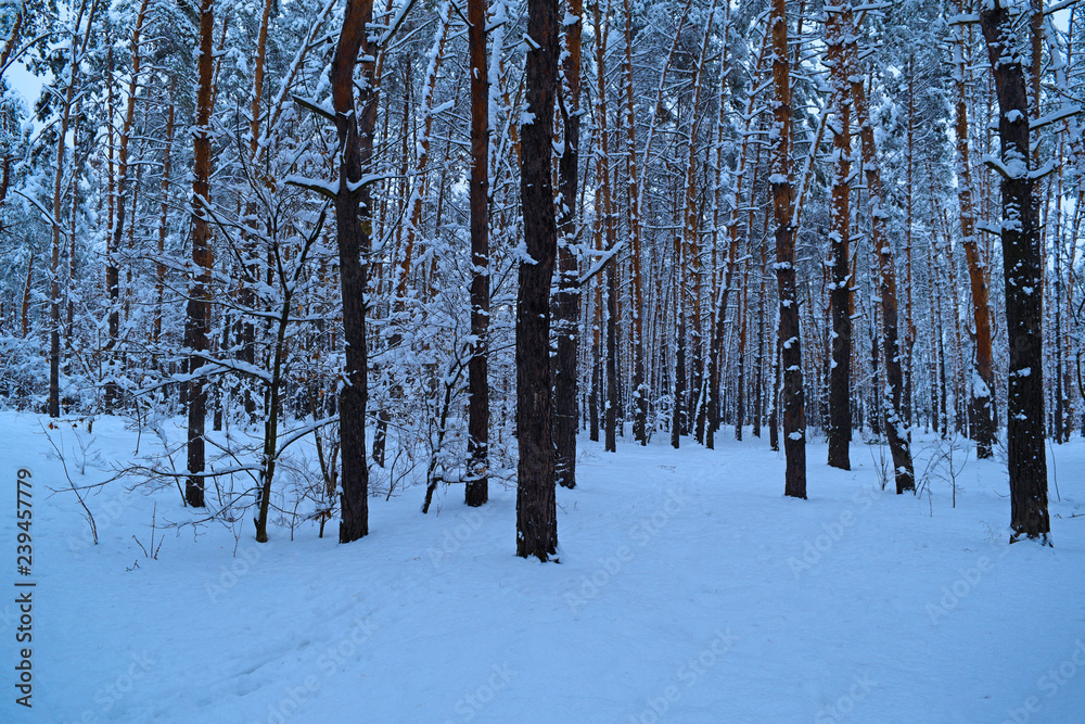Beautiful snowy forest. Winter nature. Beautiful snowy forest. Winter nature.