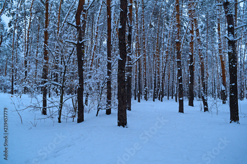 Beautiful snowy forest. Winter nature.