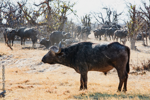 A large Bull Cape Buffalo standing on the dry african plains with a large herd in the background  Hwange National Park  Zimbabwe