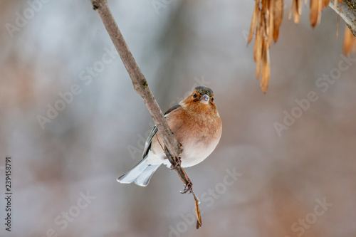 Common Chaffinch (Fringilla coelebs) sitting on a branch in nature.
