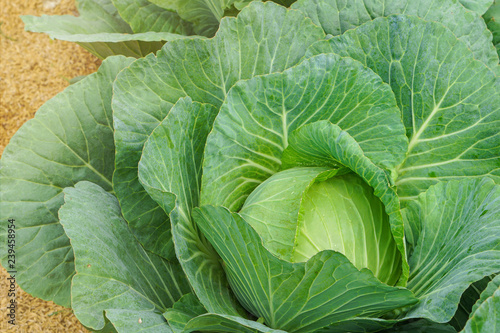 Fresh cabbage growing in garden. Organic vegetable farm