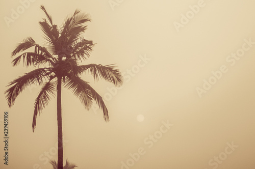 Palm tree and sun 