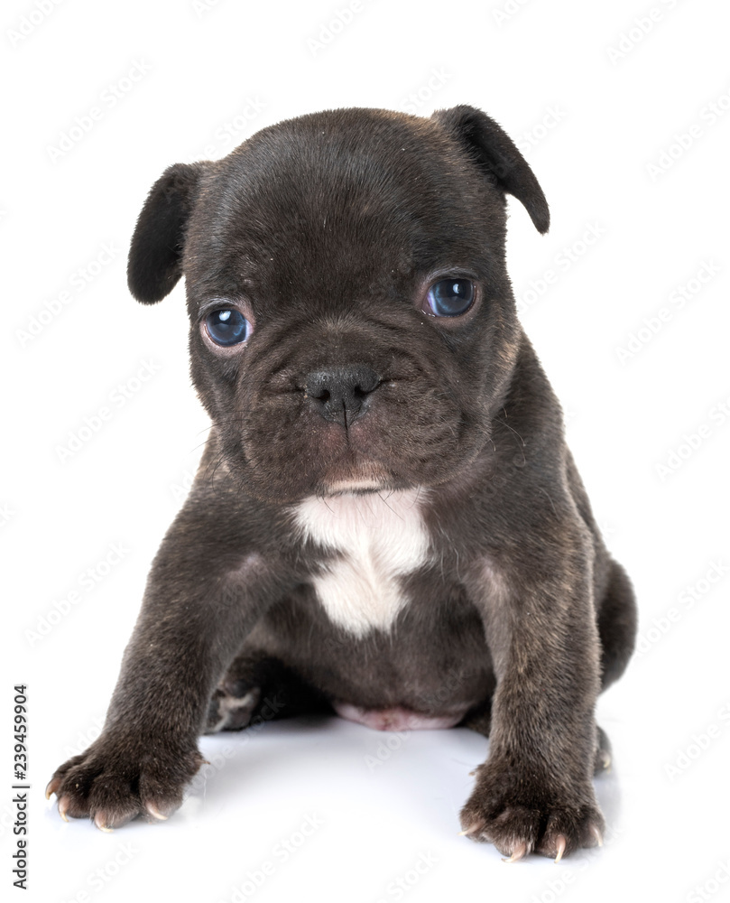 puppy french bulldog puppy french bulldog