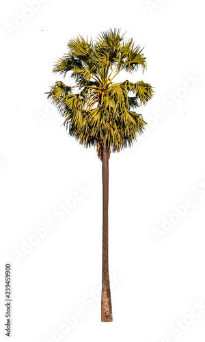 single sugar palm old trees ,isolated big deciduous tree on a white background, for use in architectural design or work.