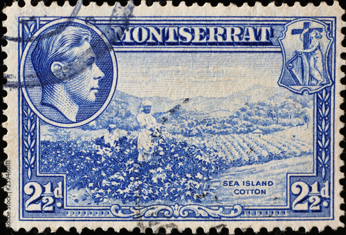 Cotton plantation on vintage stamp of Montserrat