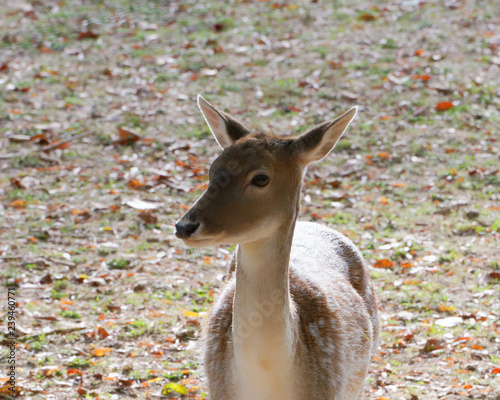 Une jeune daine photo