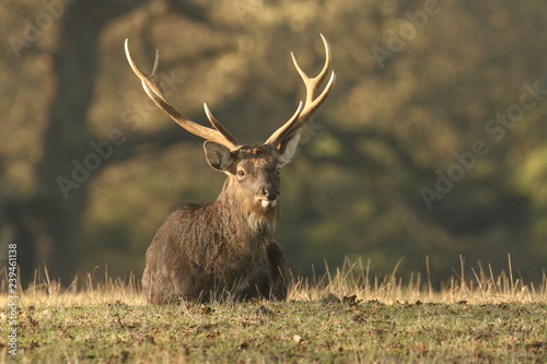A resting stag Manchurian Sika Deer (Cervus nippon mantchuricus ).	 photo