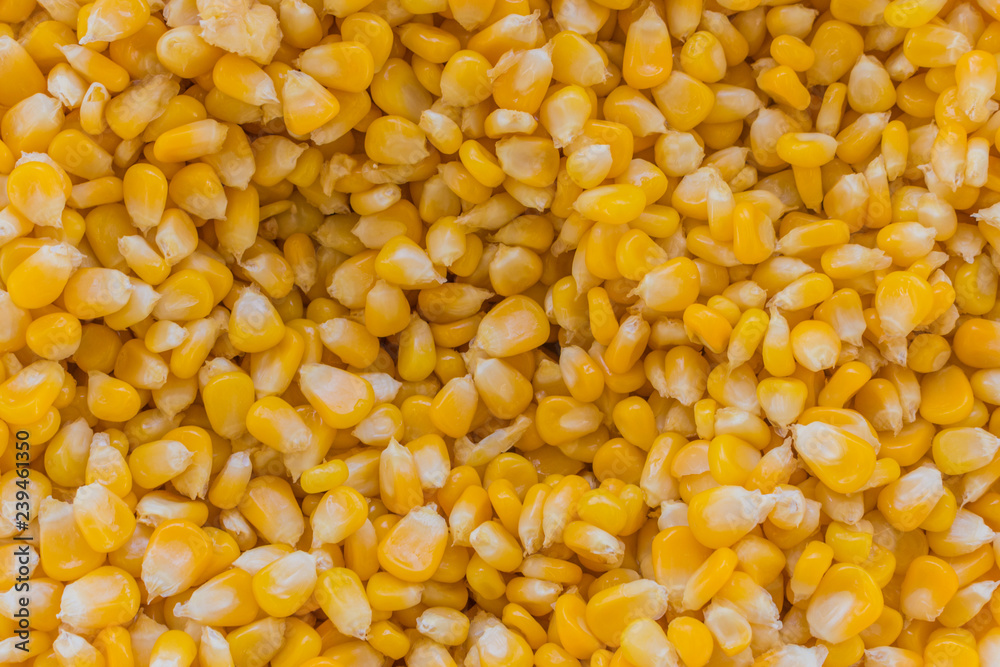 Bulk of yellow corn grains texture Bulk of yellow corn grains texture