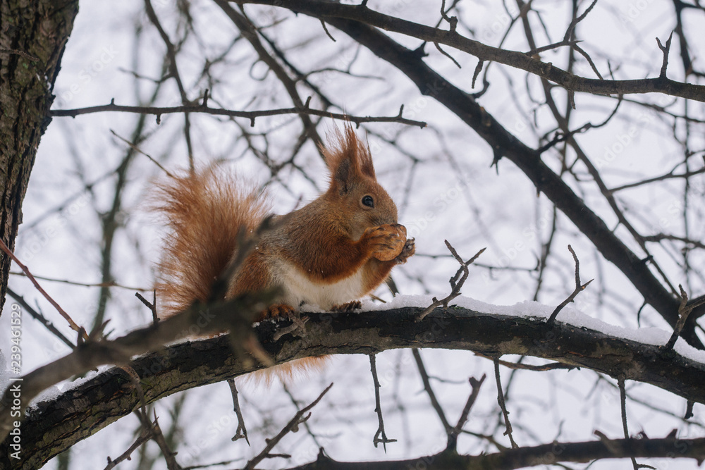 Squirrel on the tree branch. Sitting on the branch and eats nuts. Squirrel on the tree branch. Sitting on the branch and eats nuts.