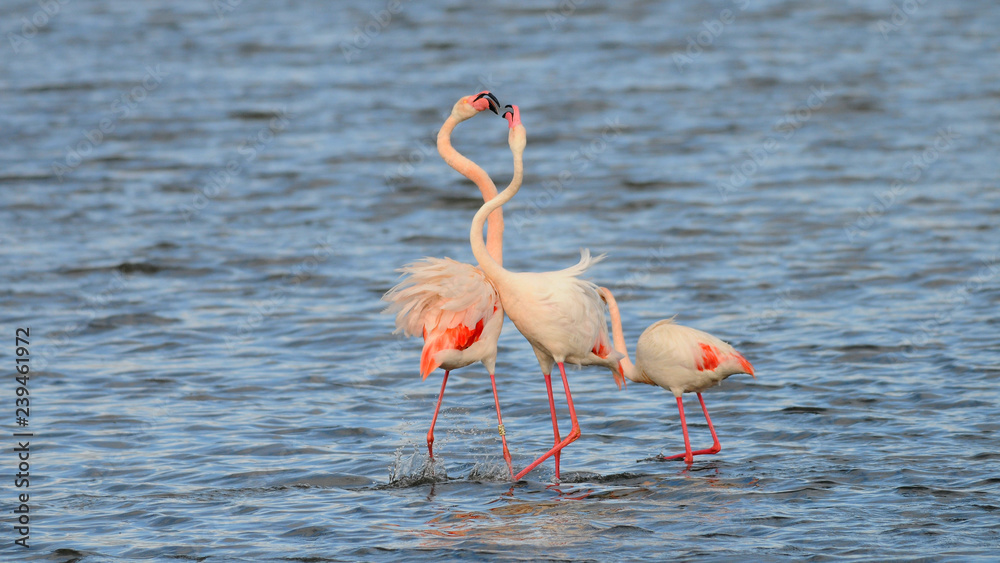 Obraz premium Greater Flamingo in Spain