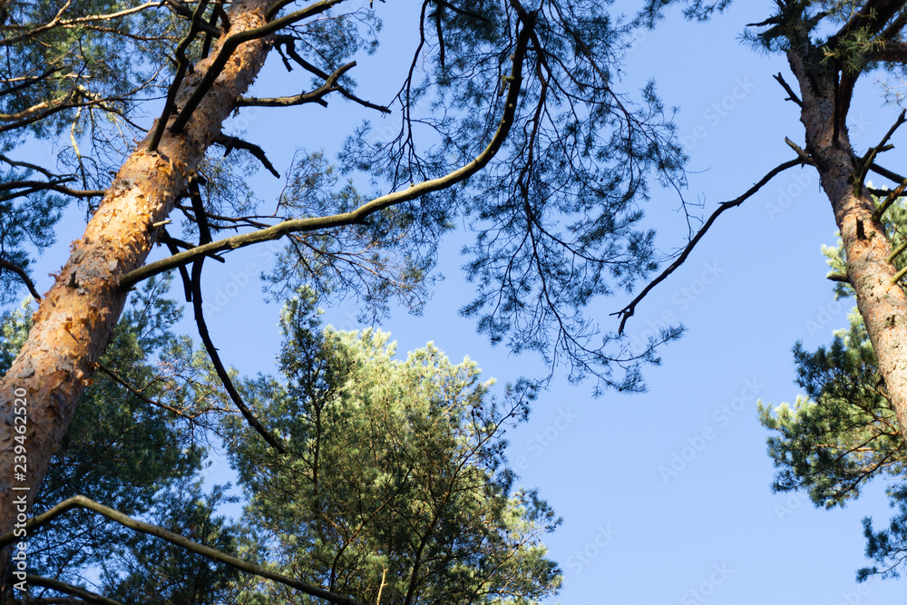 Fototapeta premium sky