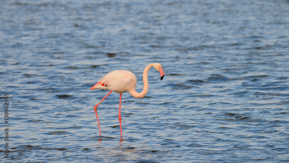 Greater Flamingo Coto Doñana Spain.