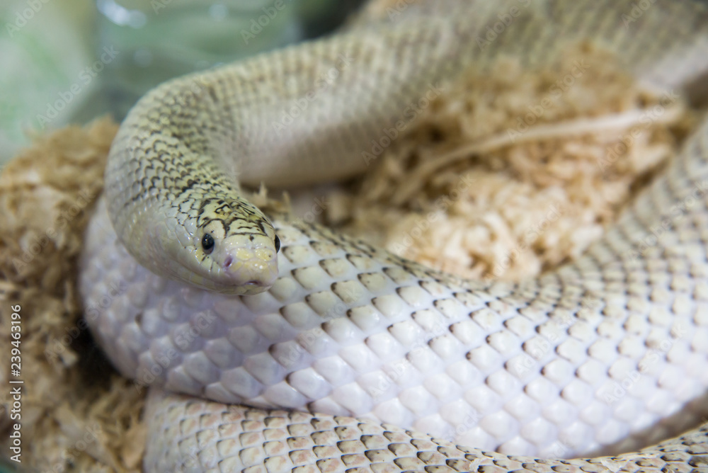 Obraz premium Close up of portrait danger beautiful snake.