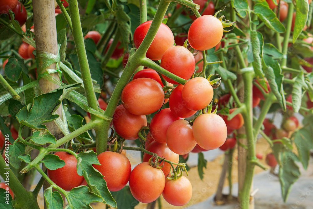 Ripe red tomatoes and colorful variety, hanging on the vine of a tomato tree in the garden.