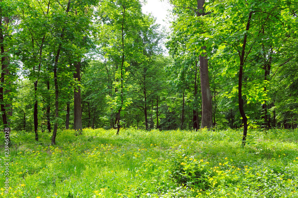 Sunlight in the green forest, spring time - Image Sunlight in the green forest, spring time - Image