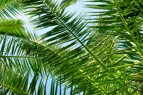Palm trees against the blue sky  Background .