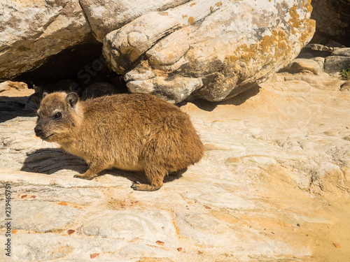 Rock hyrax in Mapungubwe National park, South Africa