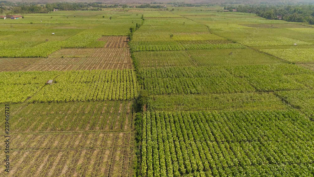 aerial view agricultural land with sown green,tobacco field in countryside. farmland with tobacco plantation agricultural crops in rural areas Java Indonesia. Land with grown plants of paddy