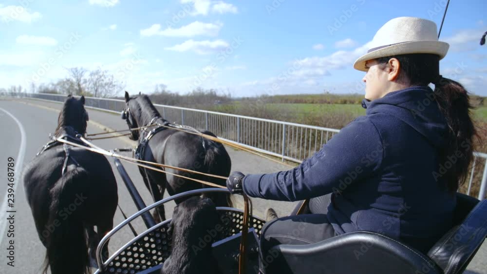 Coachmen steering two black horses in slow motion 4K. Side shot of