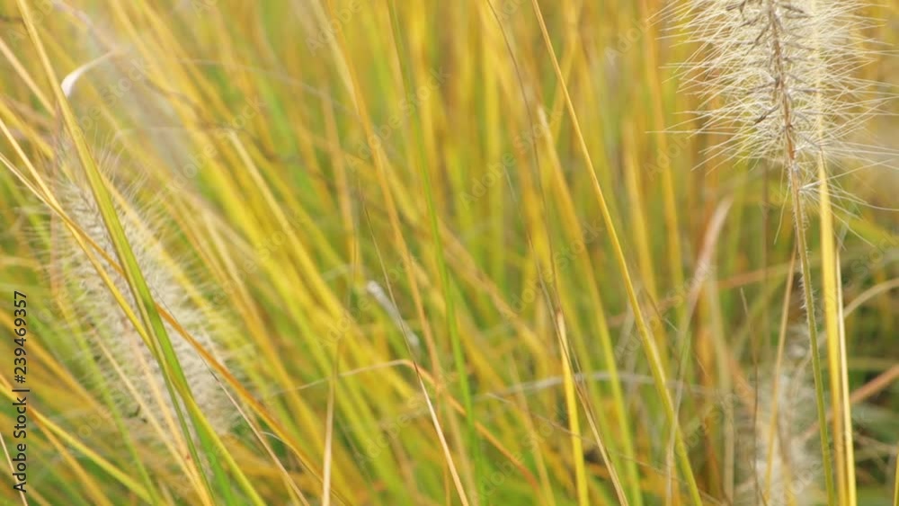 Tall Grass Blowing In The Breeze Tall Grass Blowing In The Breeze