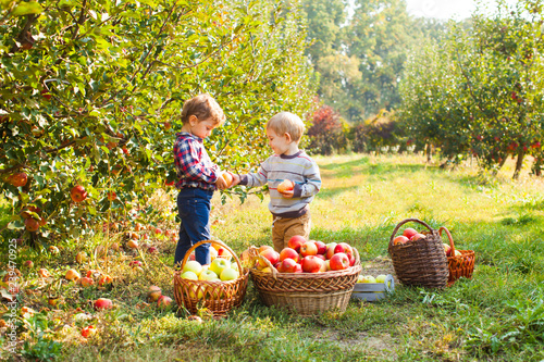 Fotografija Little girl and boy play in apple tree orchard