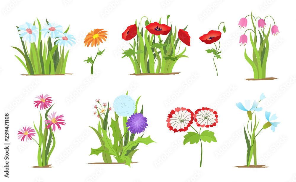 Obraz premium Set of wild forest and garden flowers. Spring concept. Flat vector flower illustration isolate on a white background.