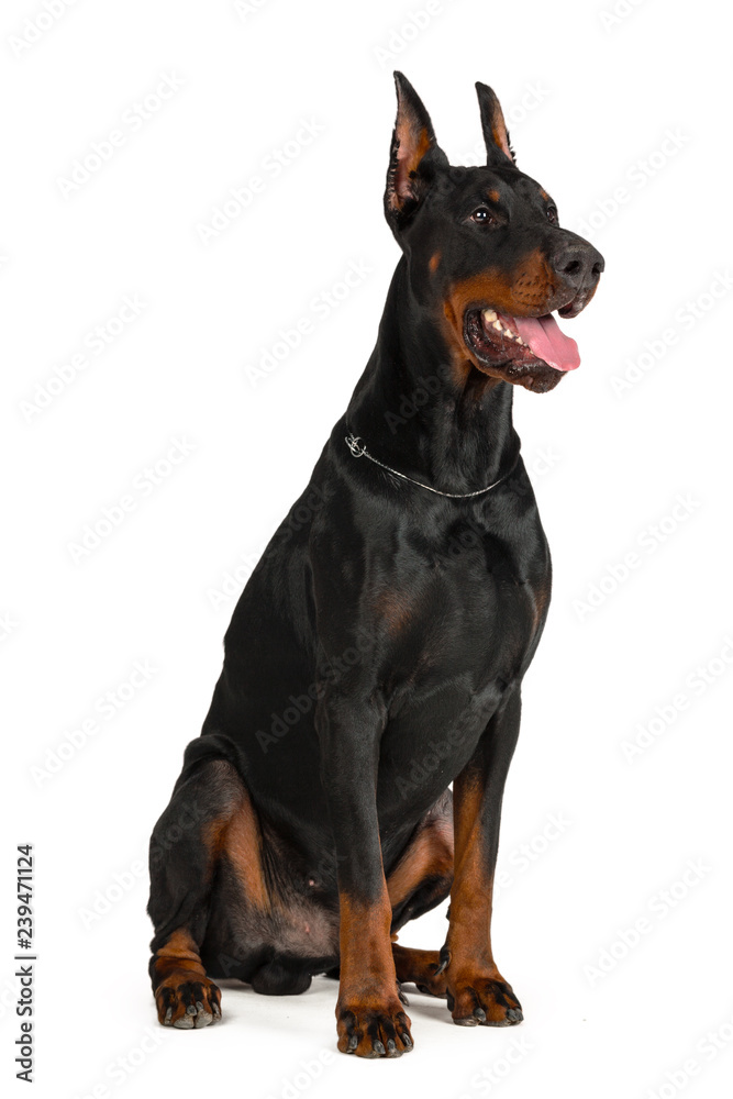 Doberman isolated on white background