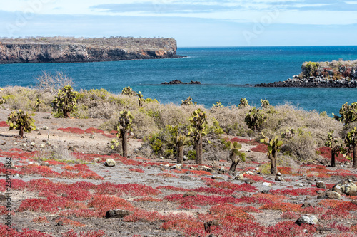 Opuntia cactus and red sesuvium bushes on South Plaza Island, in the Galapagos photo