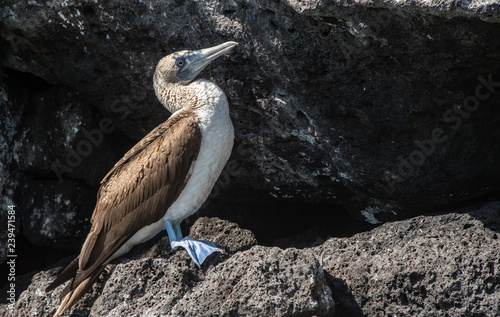 Blue footed booby posing on a rock at Galapagos Island