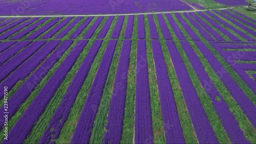Hypnotizing aerial shot over rows of lavender in a vast field photo