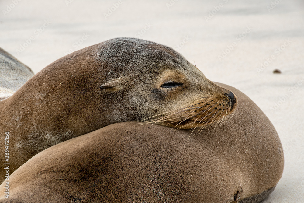 Fototapeta premium Sea lion sleeps leaning on his partner's back