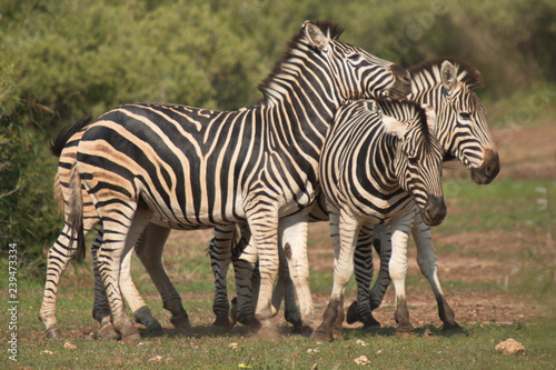 Three zebras in Kruger National park in South African Republic in Africa