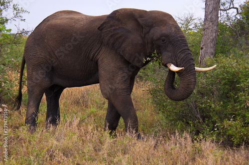 Elephants in Kruger National park in South Africa