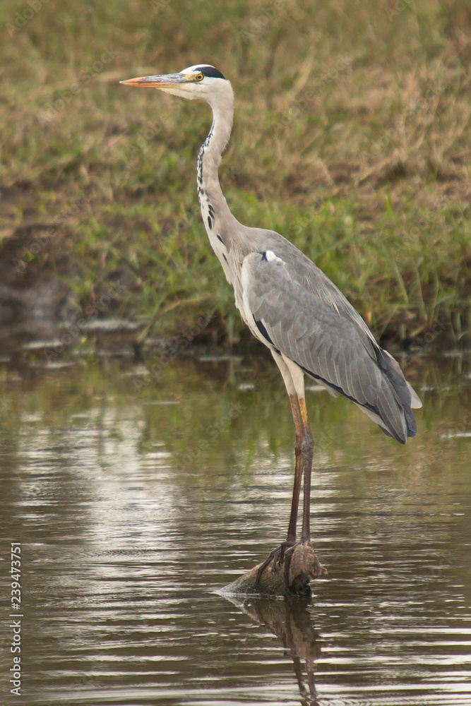 Purple Heron in Kruger National park in South African Republic in Africa Purple Heron in Kruger National park in South African Republic in Africa
