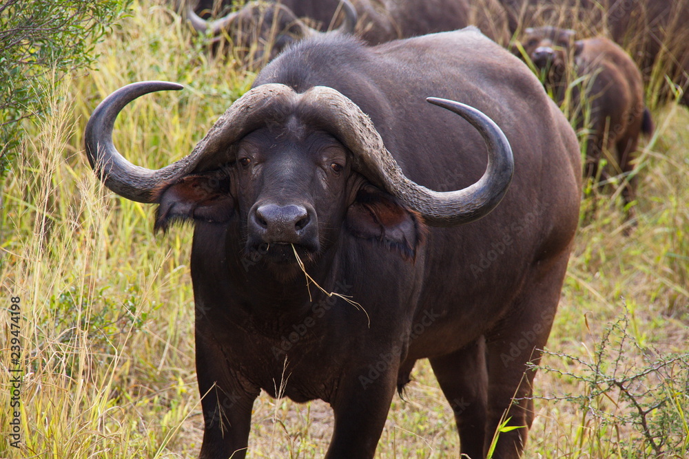 African buffalo in Kruger National park in South African Republic in Africa