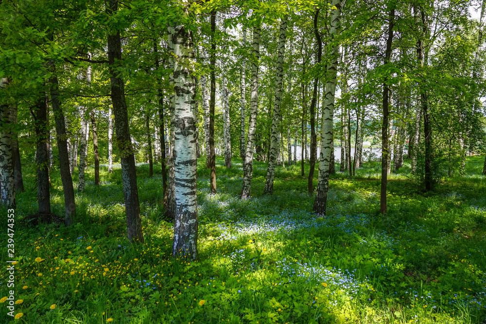 spring in the forest. flowering in a birch grove. landscape spring in the forest. flowering in a birch grove. landscape