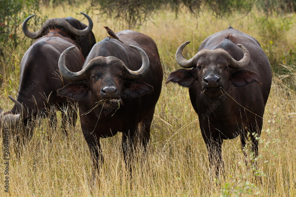 African buffalo in Kruger National park in South African Republic in Africa