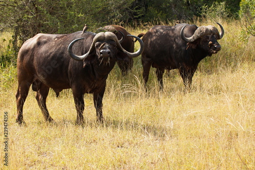 African buffalo in Kruger National park in South African Republic in Africa © kstipek