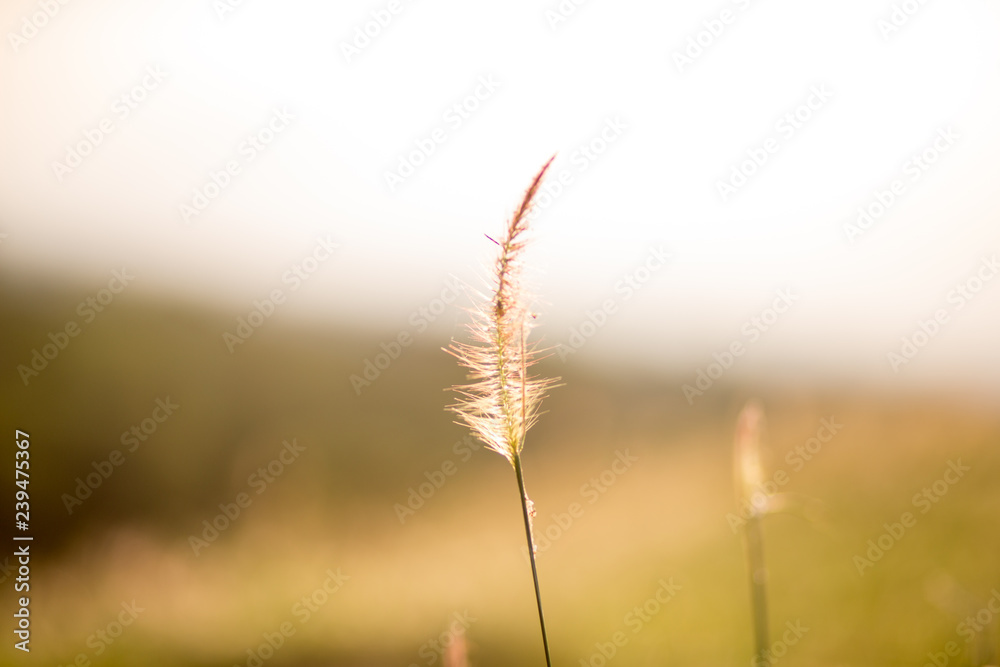 Fototapeta premium grass in the wind
